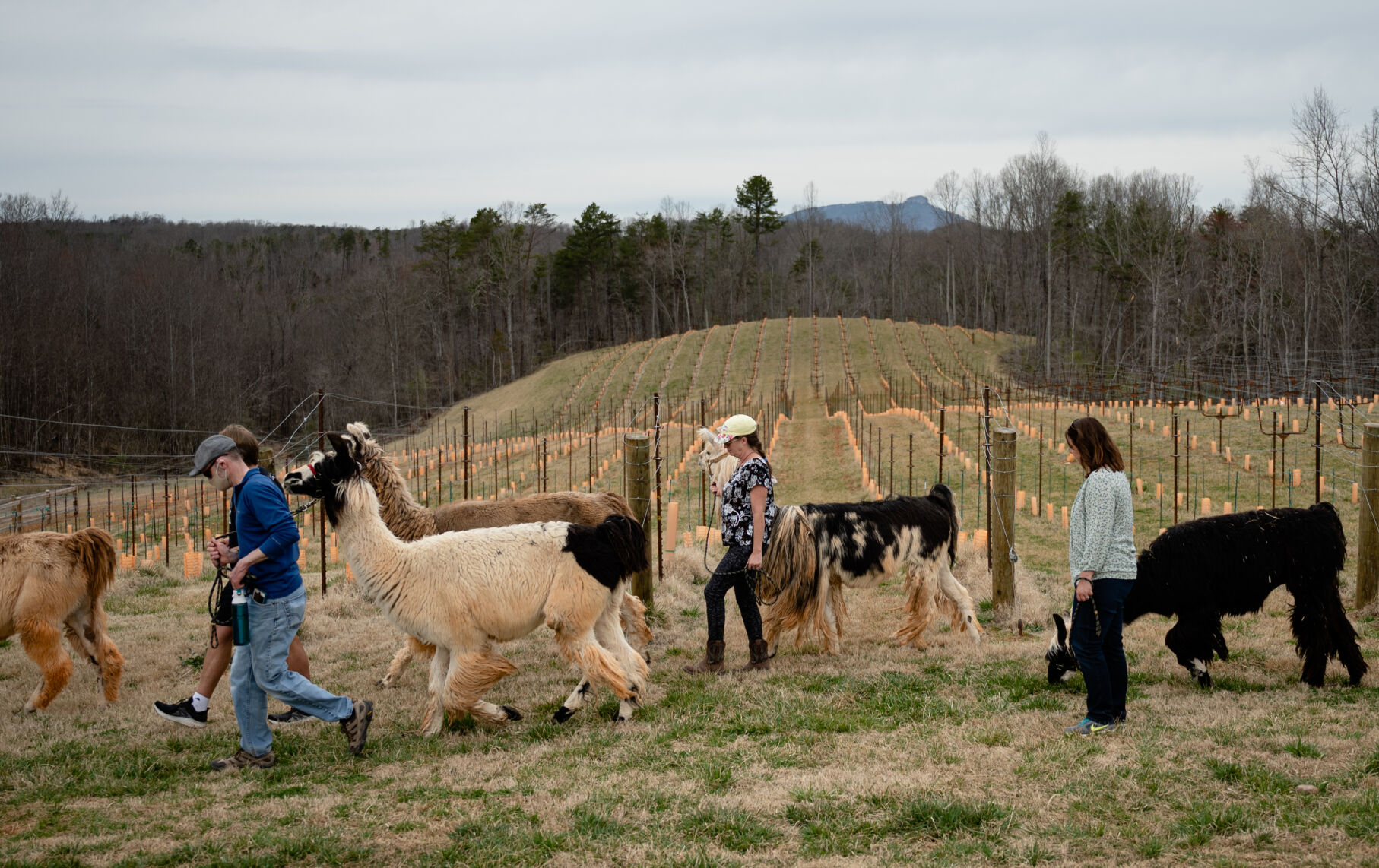 Divine Llama Vineyards